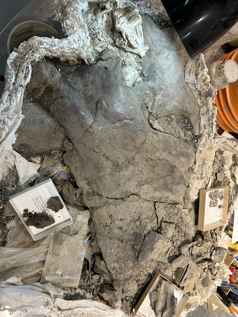 thereal_jsweder's tweet photo. Getting back to preparing a #pachyrhinosaurus jacket with a squamosal, parietal bar, 2 juvenile dentaries  and several other bones from Pipestone Creek. This jacket was collected 2 years ago by @EL_Bamforth, @EileenStraube, @Pieceofasaurus, @Crocodontist and myself #FossilFriday https://t.co/qddRFVAYrq