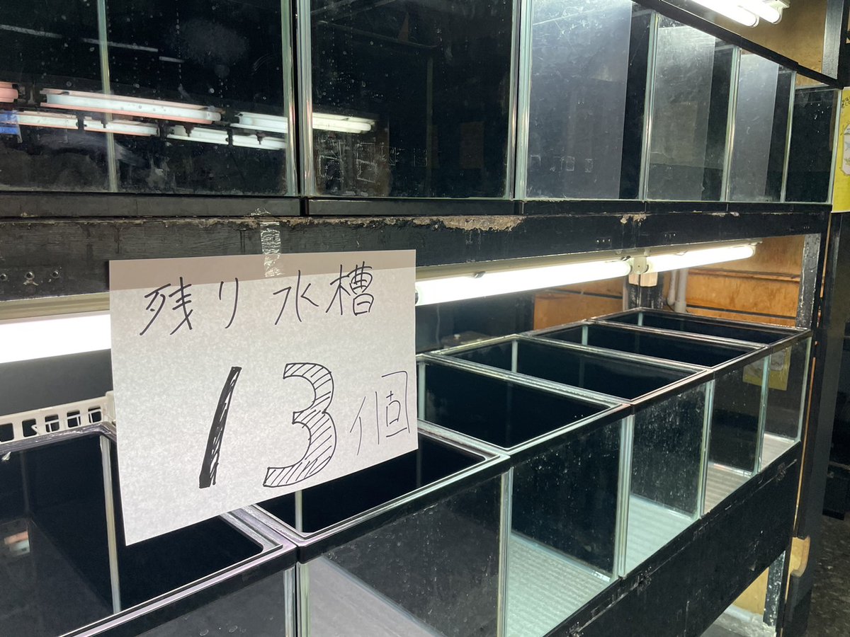 aquaforest_'s tweet photo. 【新宿店】
ご好評の中古の45センチ水槽ですが、キャンセルが出ましたので本日まだ13個在庫がございます！！
全て100円ですので是非持っていっていただけると助かります！ですがお持ち帰りの際の紐掛けには100円の手数料を頂いております。
その他ご不明な点はスタッフまで。 https://t.co/tZZlYCQgMN