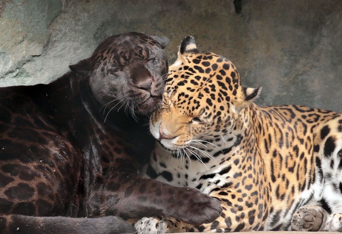 Kitty archives ♡ (@puppierz) on Twitter photo 