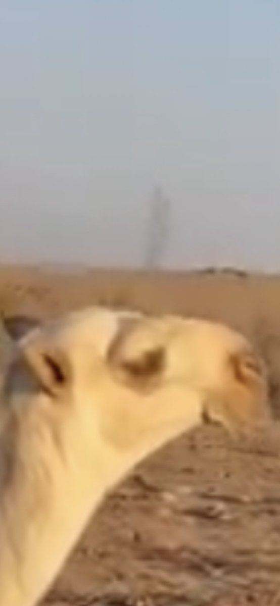 علي نايف البجيدي tweet media