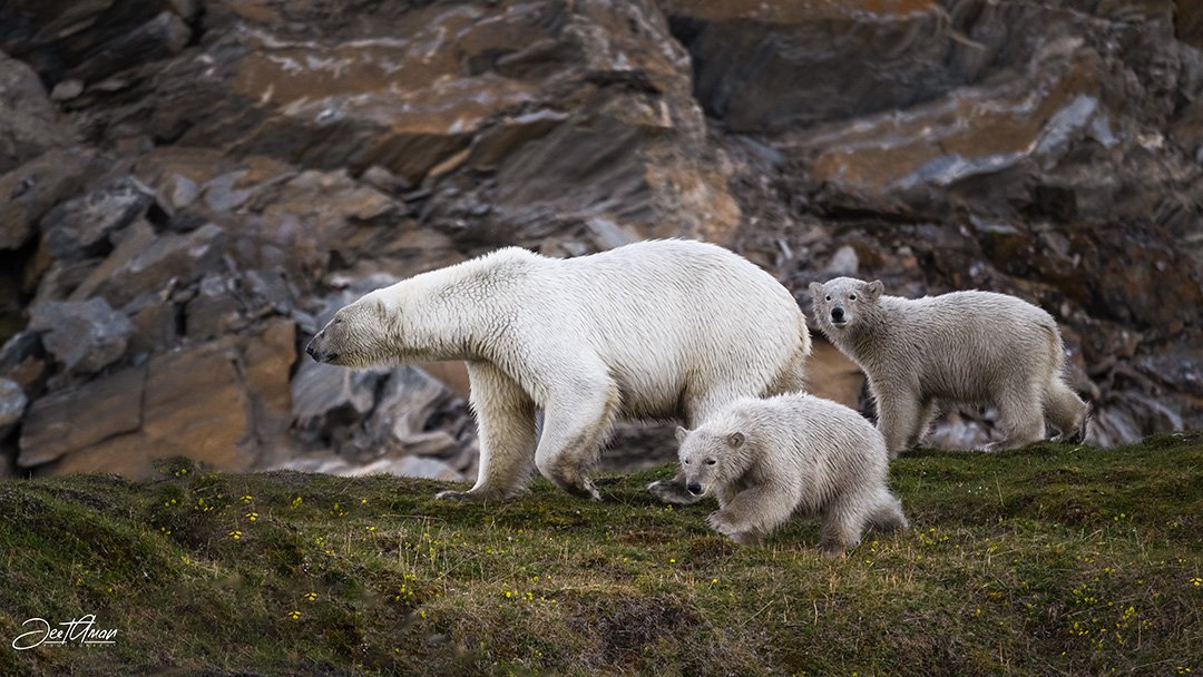 JeetAman Photography tweet media