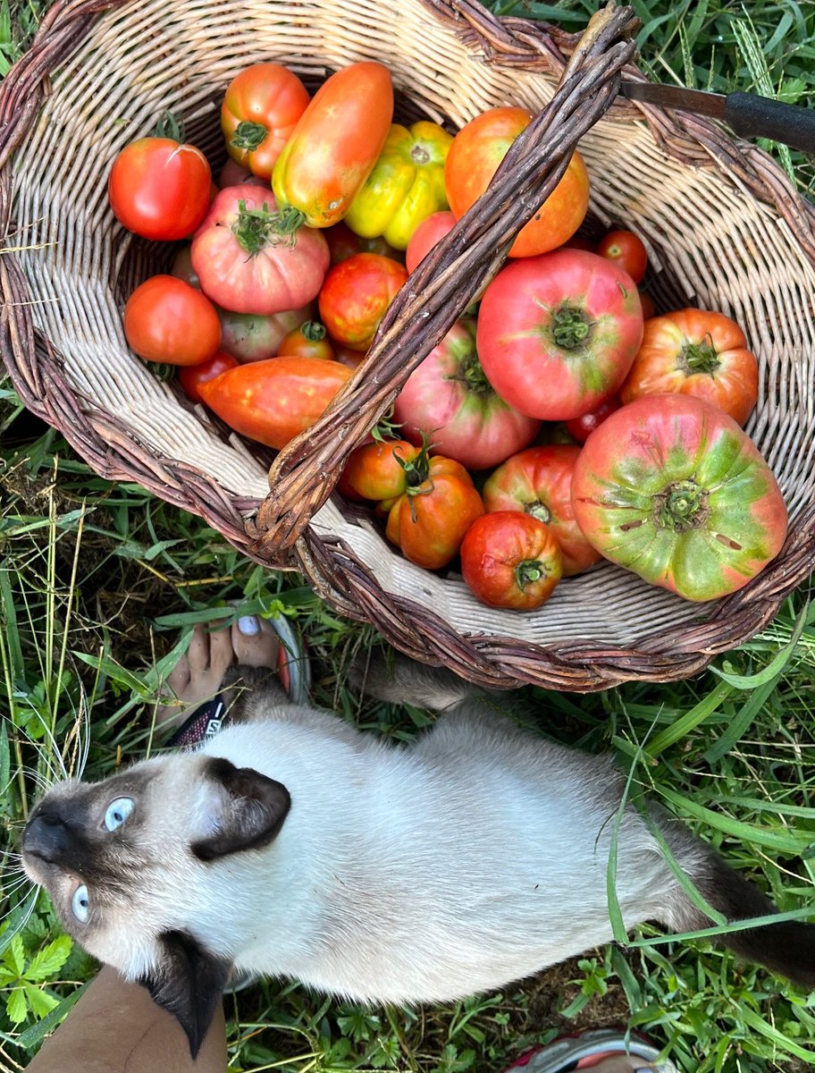 Imma Puigcorbé tweet media