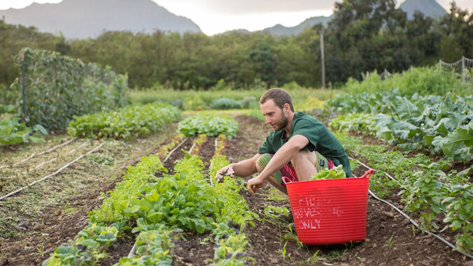 University of Hawaii at Manoa (@uhmanoa) on Twitter photo A #UHohana-led project using artificial intelligence to revolutionize farming irrigation practices has received a $2.4m grant from the <a href="/USDA/">Dept. of Agriculture</a>. This initiative represents a significant step toward sustainable water use in Hawaiʻi‘s agricultural sector ➡️ bit.ly/3Wr8UJg A #UHohana-led project using artificial intelligence to revolutionize farming irrigation practices has received a $2.4m grant from the <a href="/USDA/">Dept. of Agriculture</a>. This initiative represents a significant step toward sustainable water use in Hawaiʻi‘s agricultural sector ➡️ bit.ly/3Wr8UJg