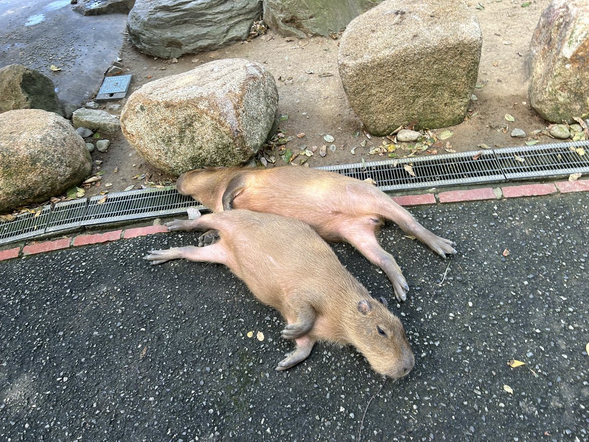 ダブルでカピバラが落ちてる

地面が冷たいのでこうなることもあります

#姫路セントラルパーク