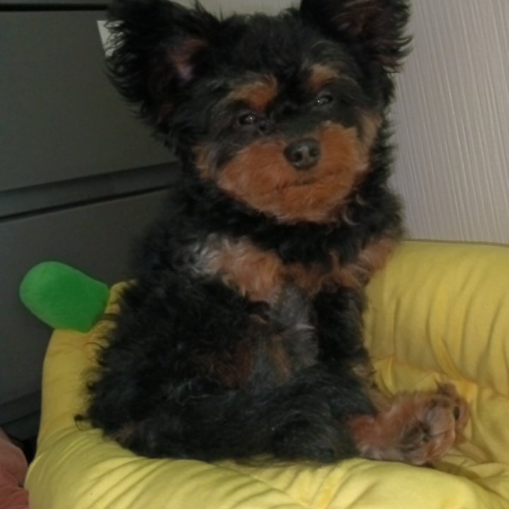 Syuta0404Z's tweet photo. なんか太ったか？？？

#ポメプー
#犬のいる暮らし 
#犬の夏休み https://t.co/GwrppKXNo0