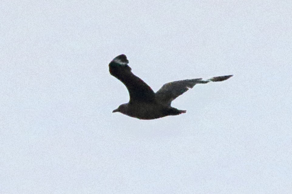 Scott Reid (@stmarys_patch) on Twitter photo There are far better photos from those positioned at the stern but last night we enjoyed a brief encounter with Scilly Pelagic’s 5th (my 4th) South Polar Skua in a little over 12 months as we steamed back towards St. Mary’s.
See <a href="/Scillypelagics/">Scilly Pelagics</a> for more images & ID breakdown 🌊 There are far better photos from those positioned at the stern but last night we enjoyed a brief encounter with Scilly Pelagic’s 5th (my 4th) South Polar Skua in a little over 12 months as we steamed back towards St. Mary’s.
See <a href="/Scillypelagics/">Scilly Pelagics</a> for more images & ID breakdown 🌊