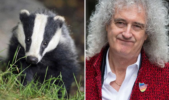 ProtectTheWild_'s tweet image. We were recently invited by Sir Brian May to a private screening of his upcoming documentary on BBC 2 about the badger cull. 

Trust us when we say it’s well worth a watch, it includes our undercover cull footage! So look out for that too!