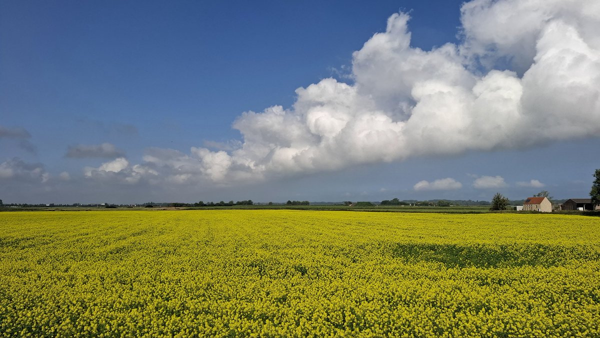 Bart Meert tweet media