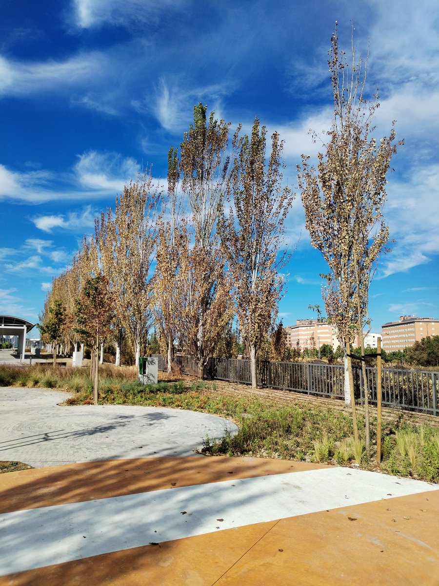 Se están secando/muriendo, les han quitado el riego. (Gran Vía de Villaverde)