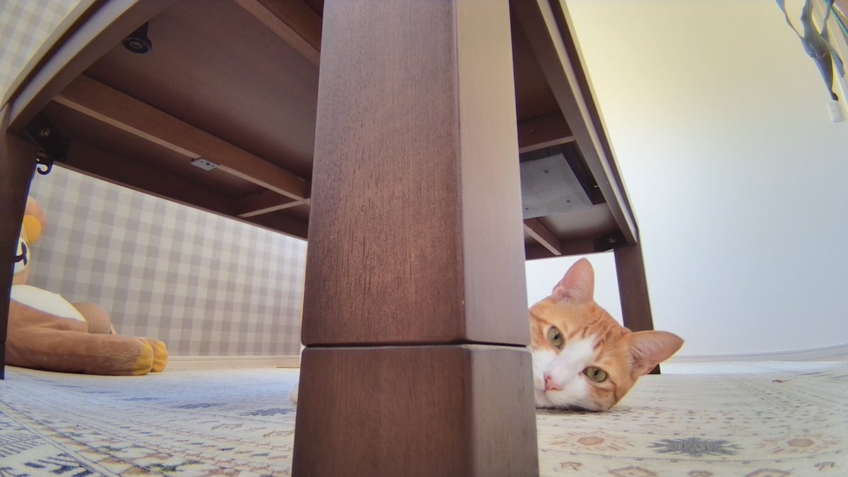 Gaviel's tweet photo. あと30分！　早く帰りたいーー。

#見守りカメラ #猫 #猫のいる暮らし #enabot #ebose https://t.co/WY1rJjxOPx