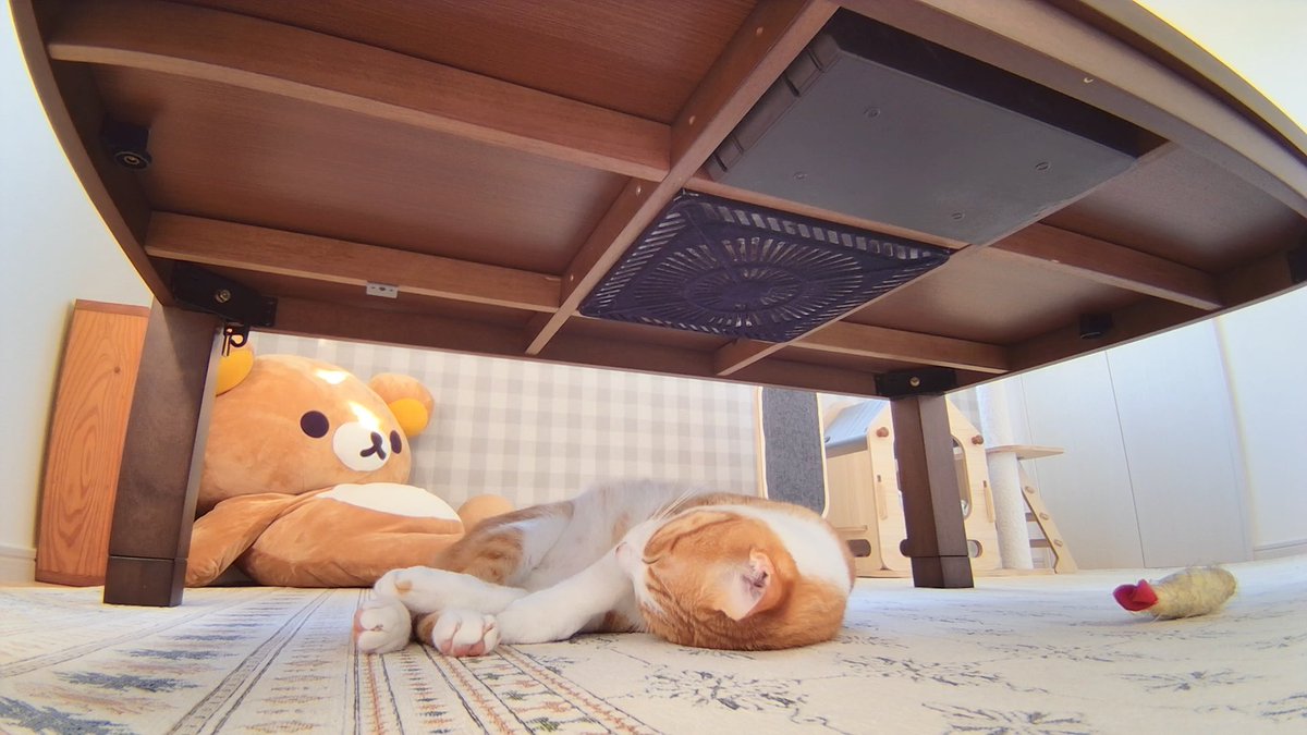 Gaviel's tweet photo. あと30分！　早く帰りたいーー。

#見守りカメラ #猫 #猫のいる暮らし #enabot #ebose https://t.co/WY1rJjxOPx
