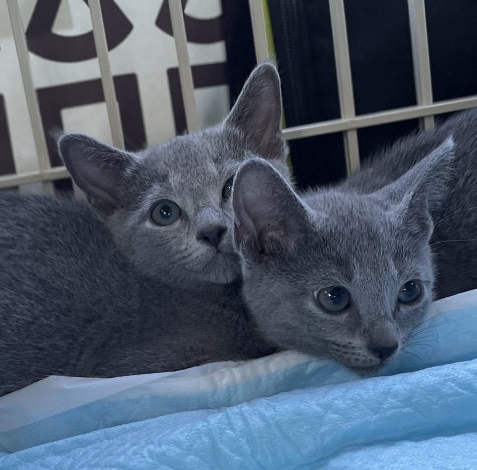 yo.ke.na tweet media