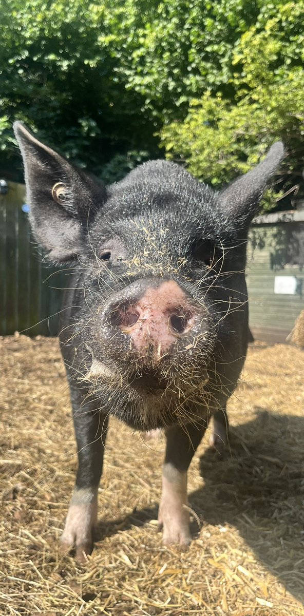 Watersidepigs tweet media