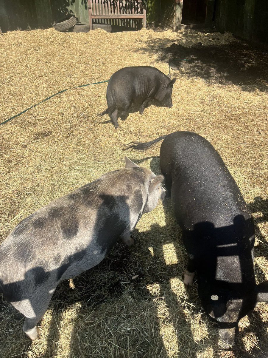 Watersidepigs tweet media