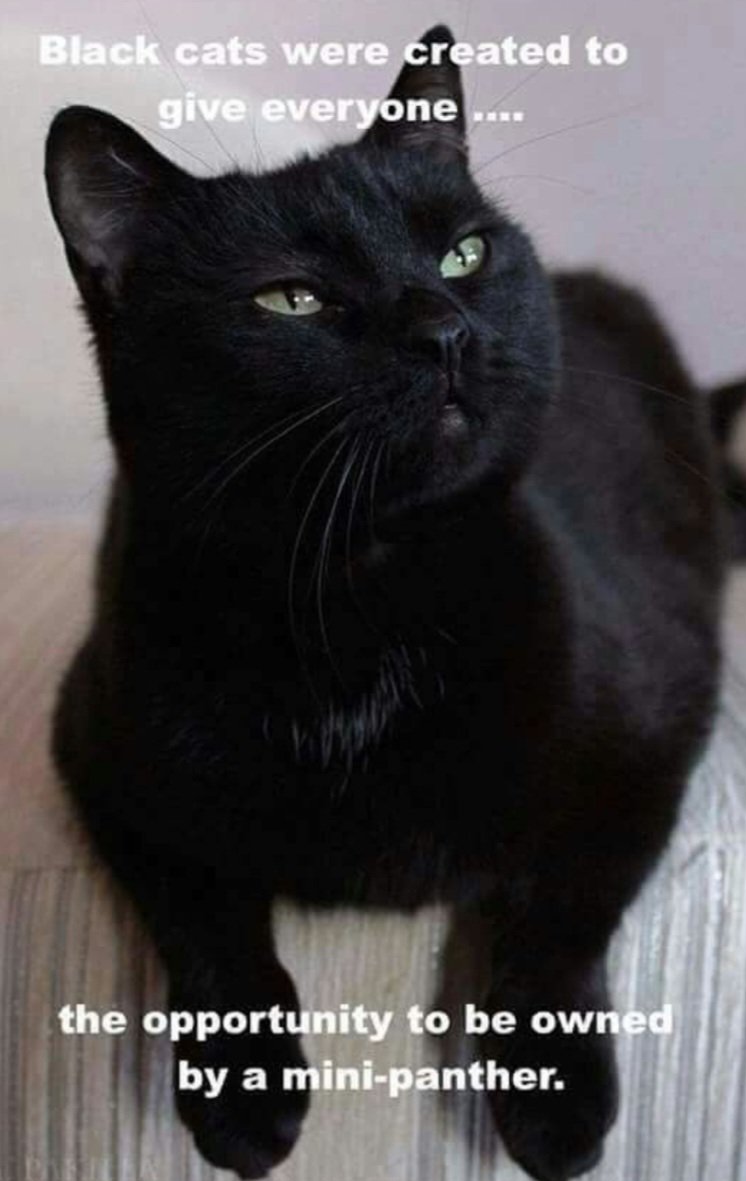 TreasuryMog's tweet photo. "Black cats were created to give everyone the opportunity to be owned by a mini panther" #BlackCatAppreciationDay https://t.co/a7gpyhnFOt