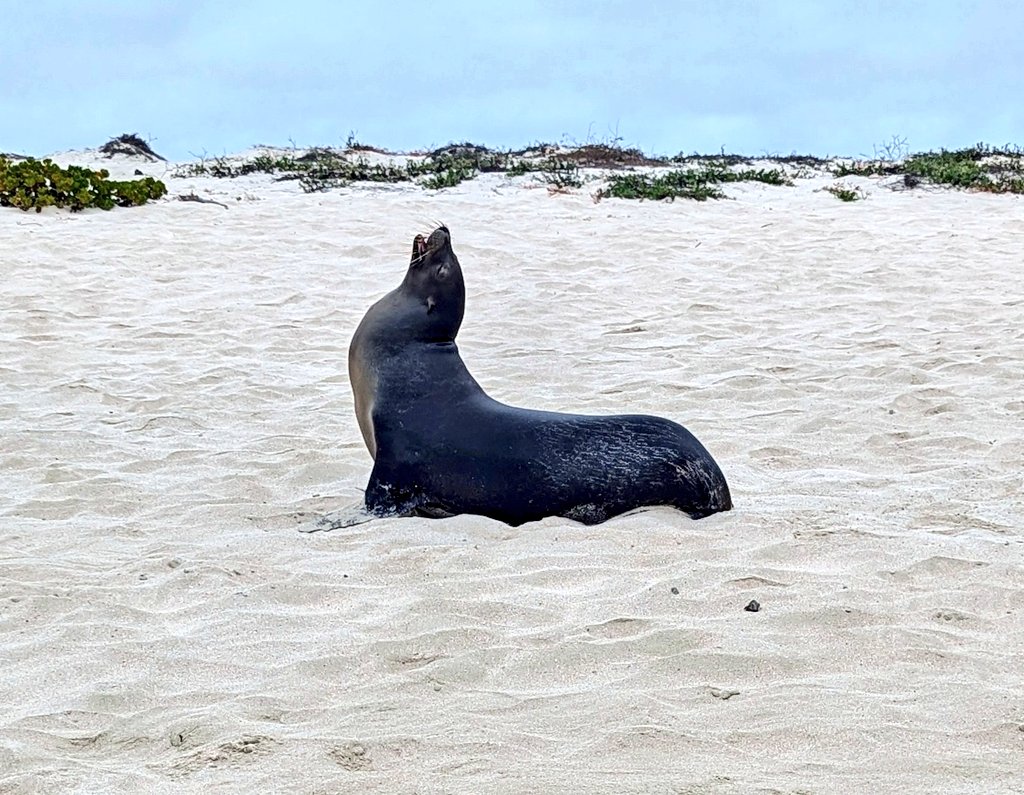 vickiemorgado1's tweet image. Sailed this afternoon to Cerro Bruno with a beautiful soft sandy beach and home to many sea lions, Marine iguanas and sea birds. We then sailed past the Leon Dormido for some beautiful views! #wherriexolore #grovenorteacherfellow #educatorexplorer @NatGeoEducation @LindbladExp