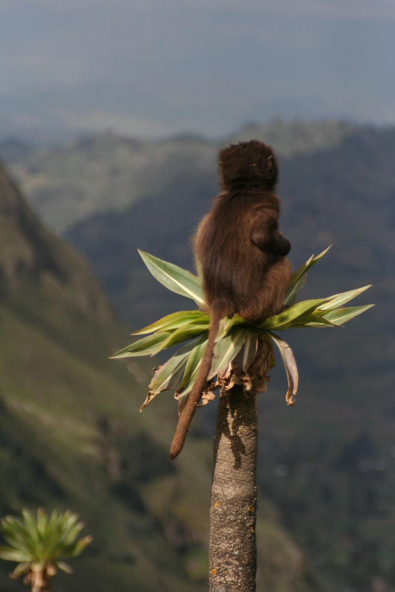Exoticethiopian's tweet photo. Hello fellow travelers! 
🌍This Saturday, let's embark on a journey to explore the wonders of Ethiopia while embracing sustainable tourism and fostering peace. https://t.co/L3SJQbb3AK
 #SustainablePeace #EthiopianExploration #WanderResponsibly #SaturdayMotivation #VisitEthiopia https://t.co/mw9FF349Fv