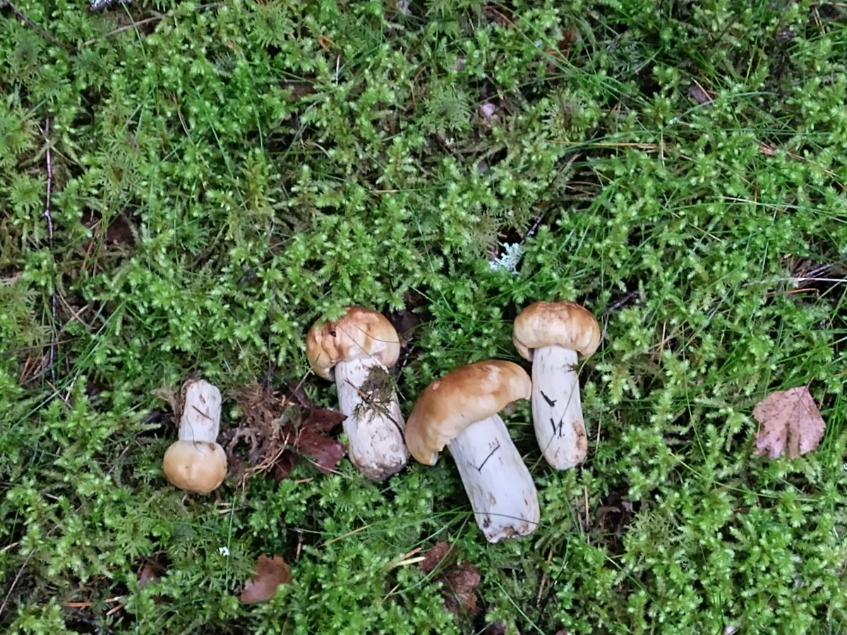 jaguttaja's tweet image. Noi anustatit myös hyviä😋 kun ne vetää yläkautta😁
#exitonly