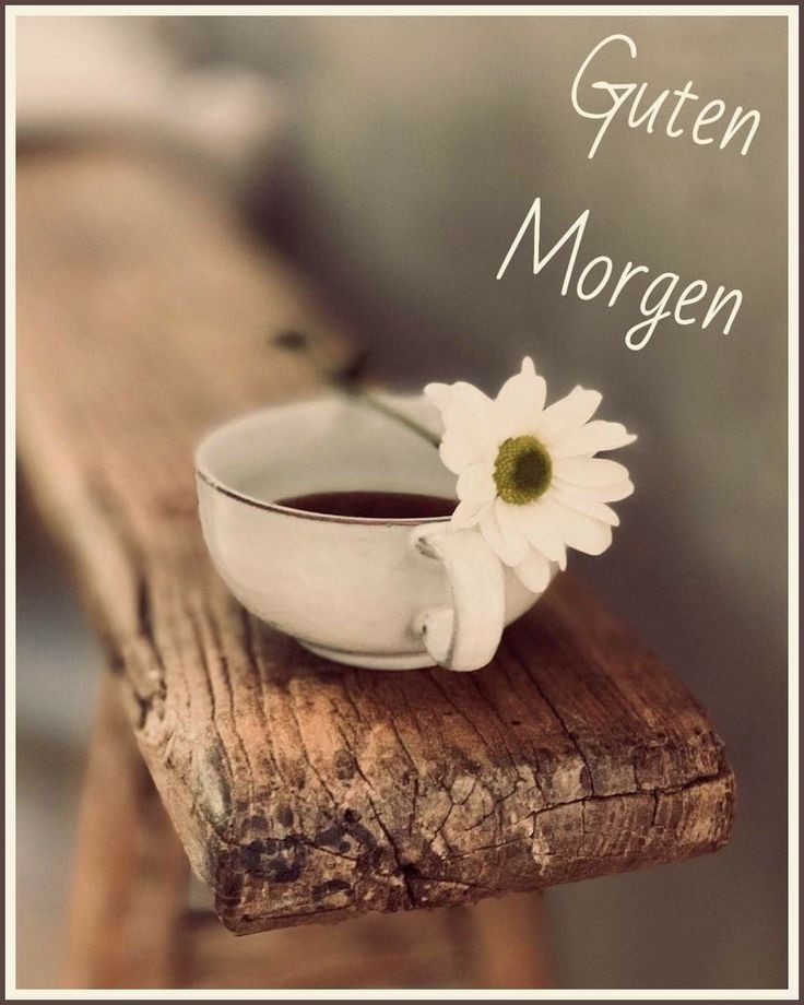 Monika_20134's tweet photo. @ElkeScheibe7 @stefan34915130 Guten Morgen liebe Elke 🌸 https://t.co/IYBVQAC5WA