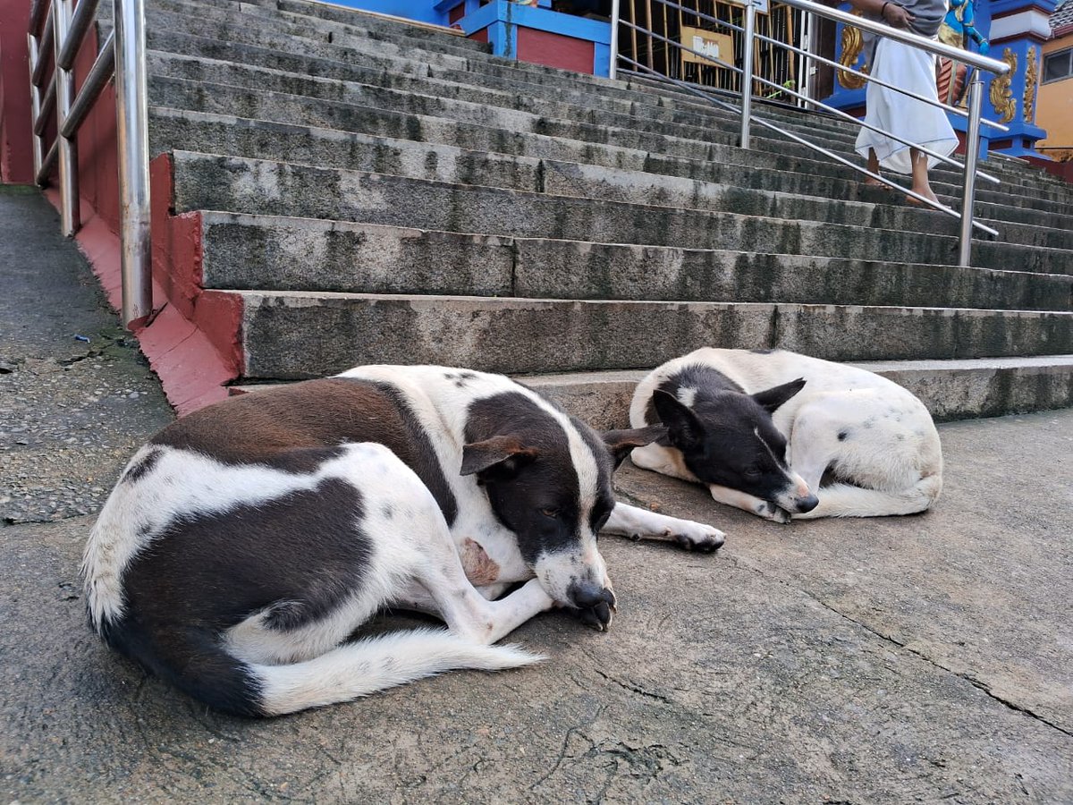 Smart Phone Clicks from My Morning Temple Visits since the last few weeks.

Visiting the temple is a great way to Ground and get energized for the day.

I Feel Rich to be living in #india ❤️