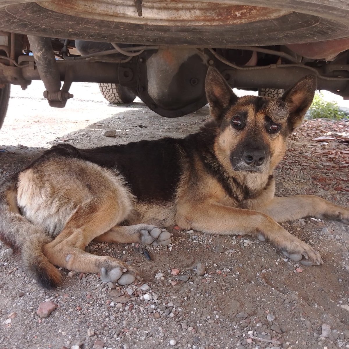 PerroUsuario's tweet photo. Ayudemos a Difundir por favor esta🐕adulta sus dueños la abandonaron. Por tener garrapatas unas personas la desaparecieron, no se sabe de ella. Está enferma con eso en un ojo, desnutrida y vieja. Nunca había salido de su zona los molinos Catia cerca de Gramoven Ccs 4122140999. https://t.co/c5B6PUkRGp
