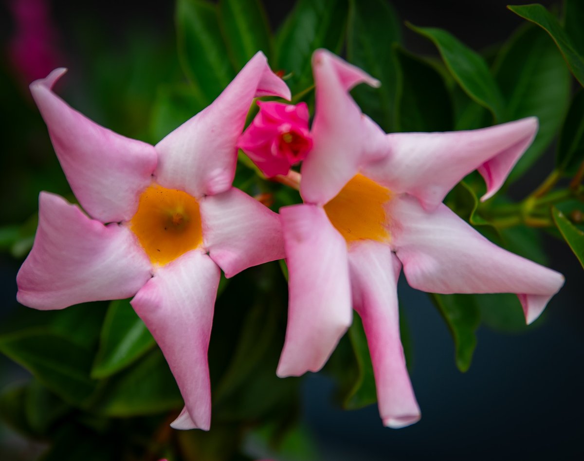 WellensRog's tweet photo. Flowers https://t.co/BCYIle3n1Y