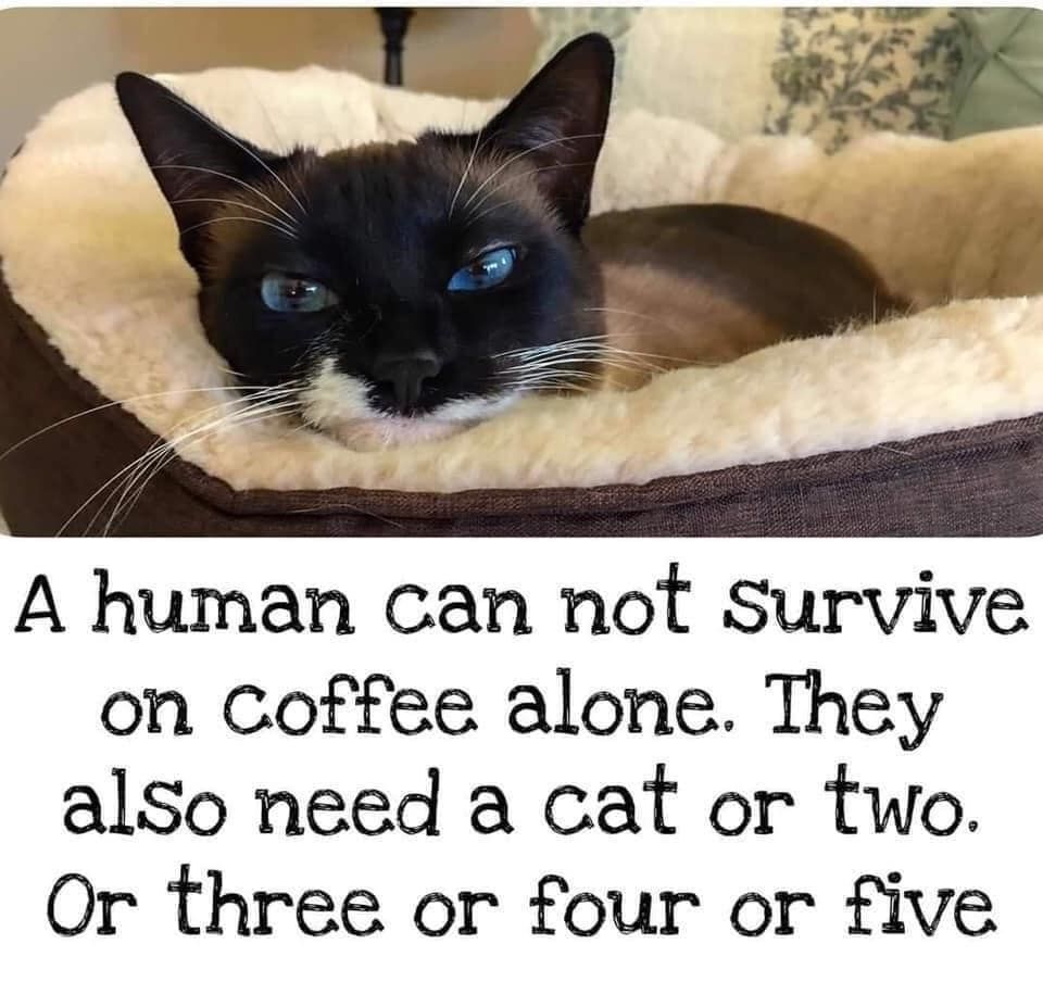 Cats and Kittens (@catsnkittys) on Twitter photo 