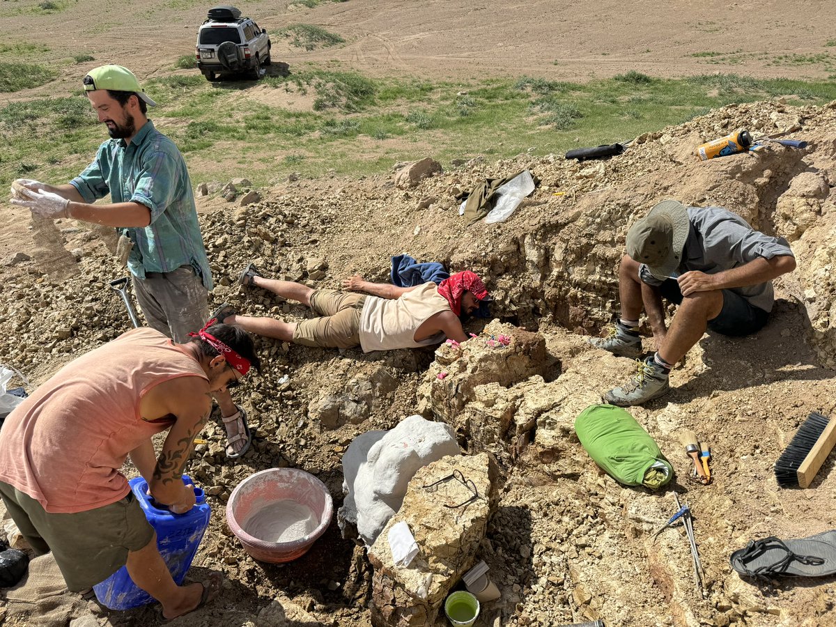 ExpeditionLive's tweet photo. Lots of new theropod material turning up this week including two skeletons of a super important new species ❤️#MADEx24 #dinodig24 https://t.co/rrxbibRh52