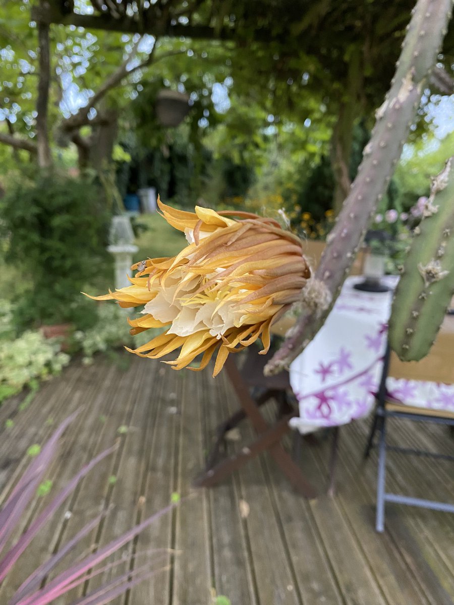 G27Marco's tweet photo. Samedi 7:00 , sa folle nuit, sa folle vie est presque terminée
la #floraison spectaculaire et exceptionnelle #fleur #selenicereus #selenicereusgrandiflorus #plante #jardin #cactees.Deux autres fleurs devraient suivre la nuit prochaine!! https://t.co/FnhEQN726a