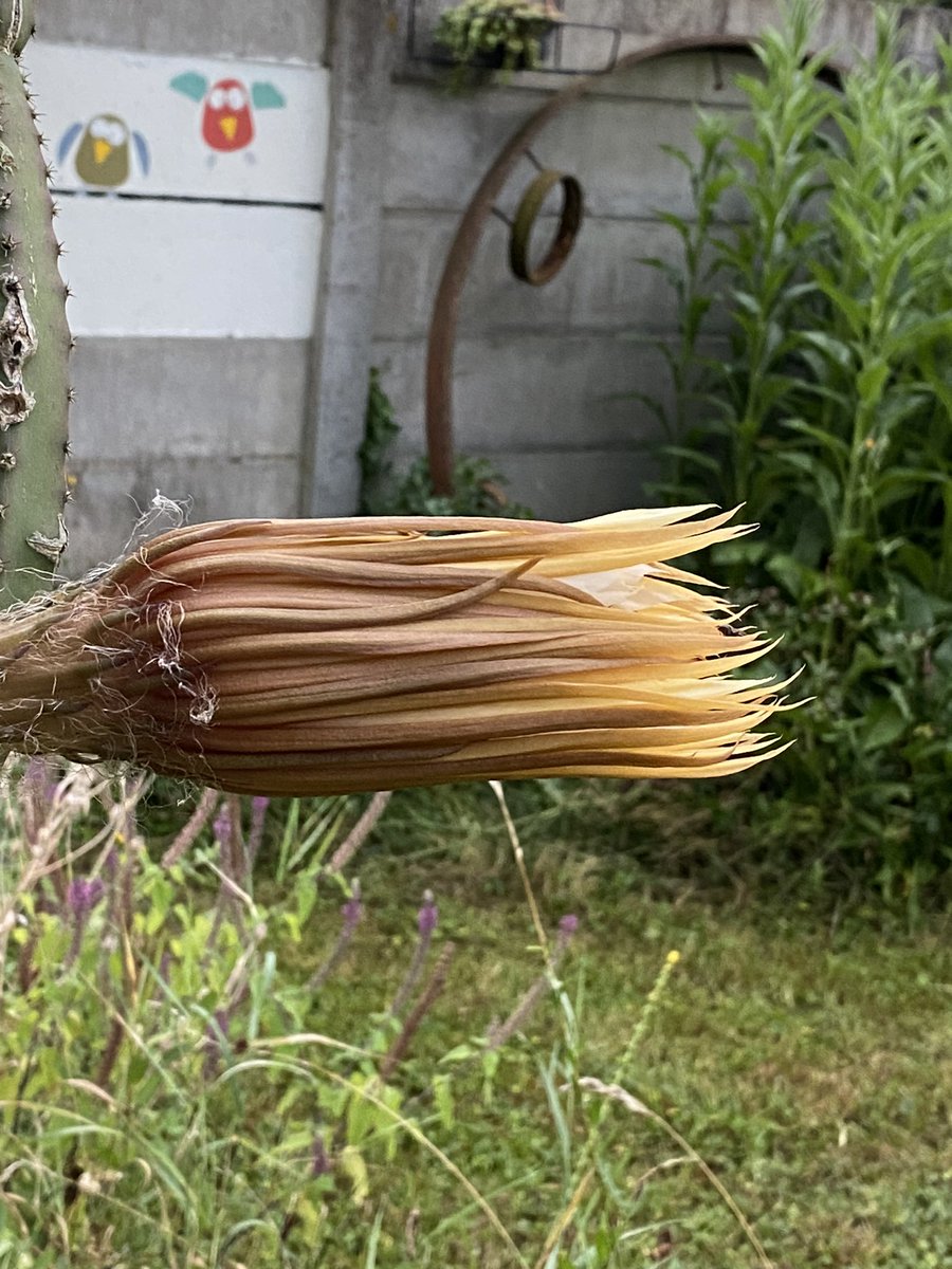 G27Marco's tweet photo. Samedi 7:00 , sa folle nuit, sa folle vie est presque terminée
la #floraison spectaculaire et exceptionnelle #fleur #selenicereus #selenicereusgrandiflorus #plante #jardin #cactees.Deux autres fleurs devraient suivre la nuit prochaine!! https://t.co/FnhEQN726a