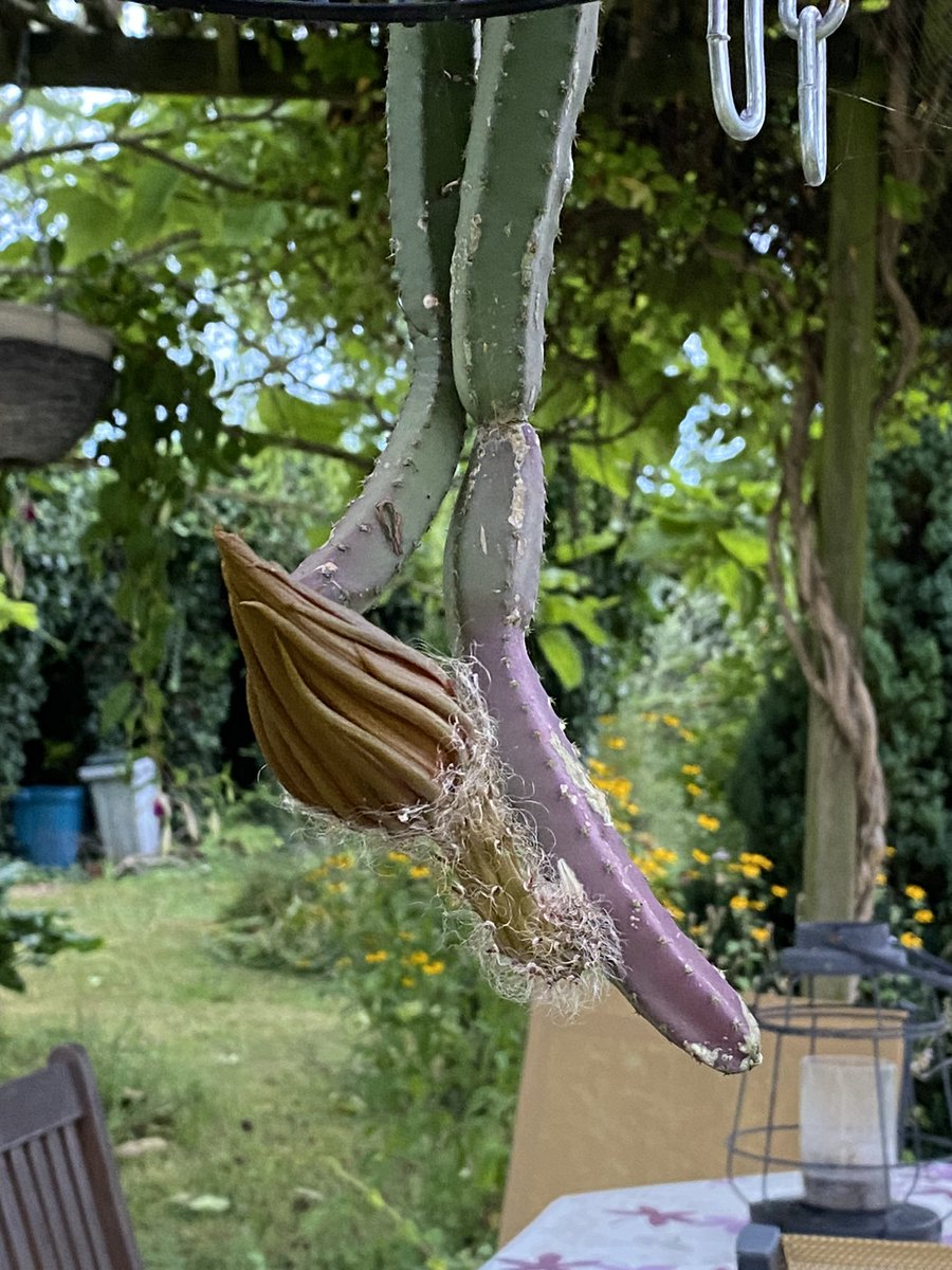 G27Marco's tweet photo. Samedi 7:00 , sa folle nuit, sa folle vie est presque terminée
la #floraison spectaculaire et exceptionnelle #fleur #selenicereus #selenicereusgrandiflorus #plante #jardin #cactees.Deux autres fleurs devraient suivre la nuit prochaine!! https://t.co/FnhEQN726a