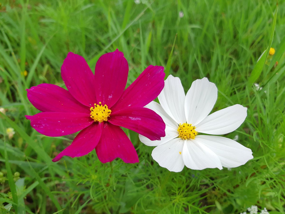 Nora lamens tweet media