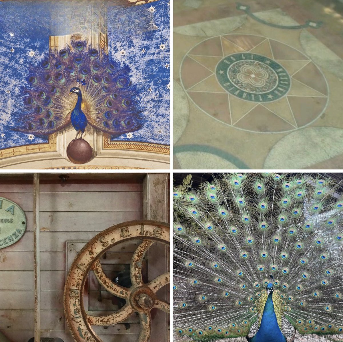 🌞 Agosto gira la ruota: carri di frumento 🌾 in antiche corti,🦚 pavoni reali nell’aia, eleganti piumaggi su ducali mura, ⭐️ stelle di sole, passi di turisti in cerca di seduzioni d’arte 📸1-2. Pal. Ducale Guastalla (Re) 3. Castello Roccabianca (Pr) 4. ACPallavicina Polesine(Pr)