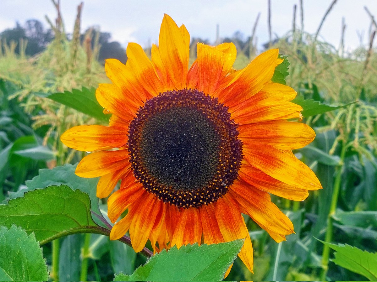 detroniserad's tweet image. 17. I solens frånvaro lyses en #kall och regnig dag upp av solrosor. 🌻
#sommarpåminplanet