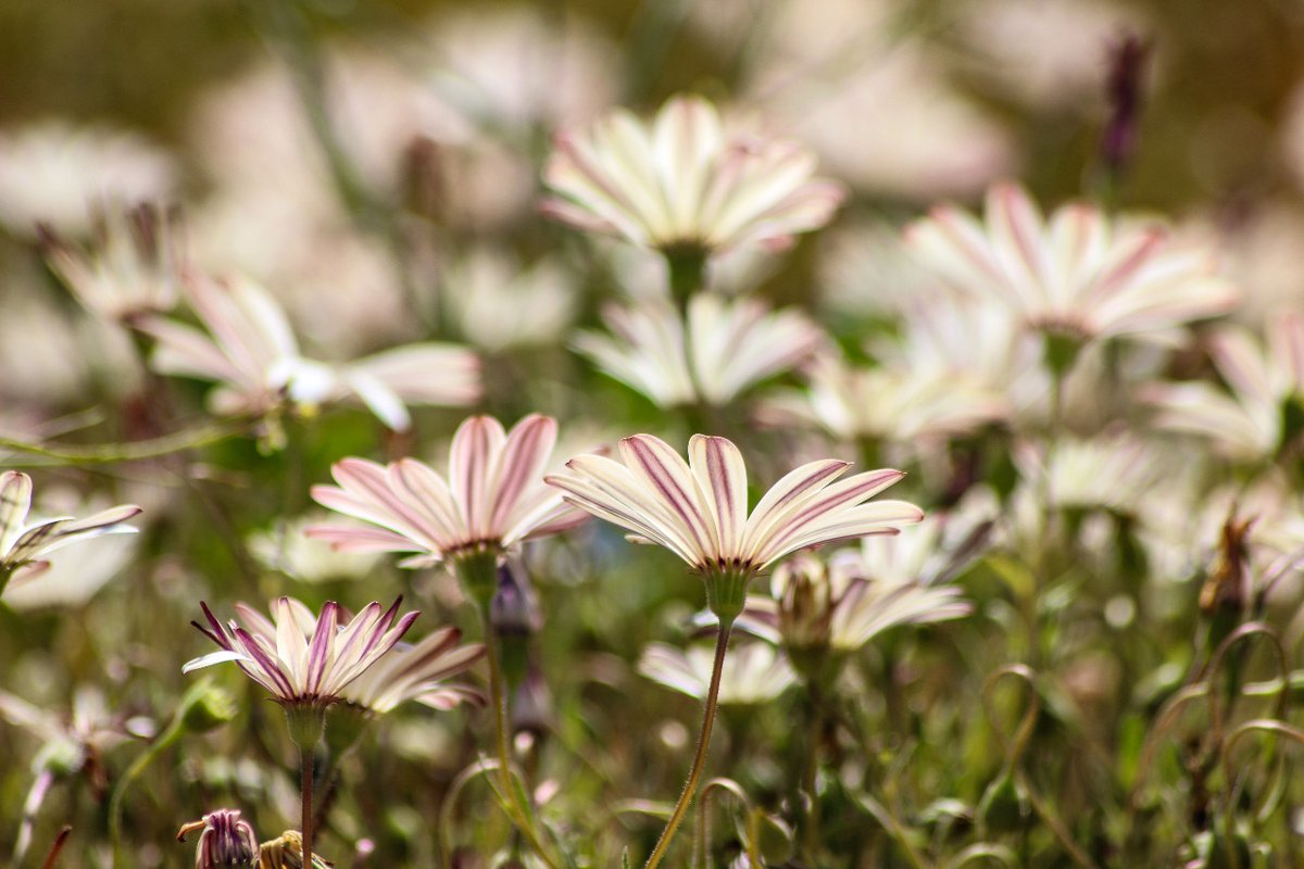 Get Ready for a Floral Fiesta! 
Spring is in the air, and so are the flowers! 

Mark your calendars and get ready to be floored by flowers!
l8r.it/tdQD 
#Bergrivier #FlowerSeason #Spring2024