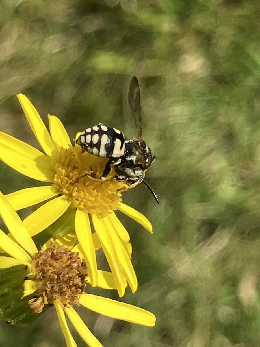 StuartGoodwin73's tweet image. Morning.  Could anyone help either an ID for this bee please?  Photo taken at Hothfield Common yesterday.