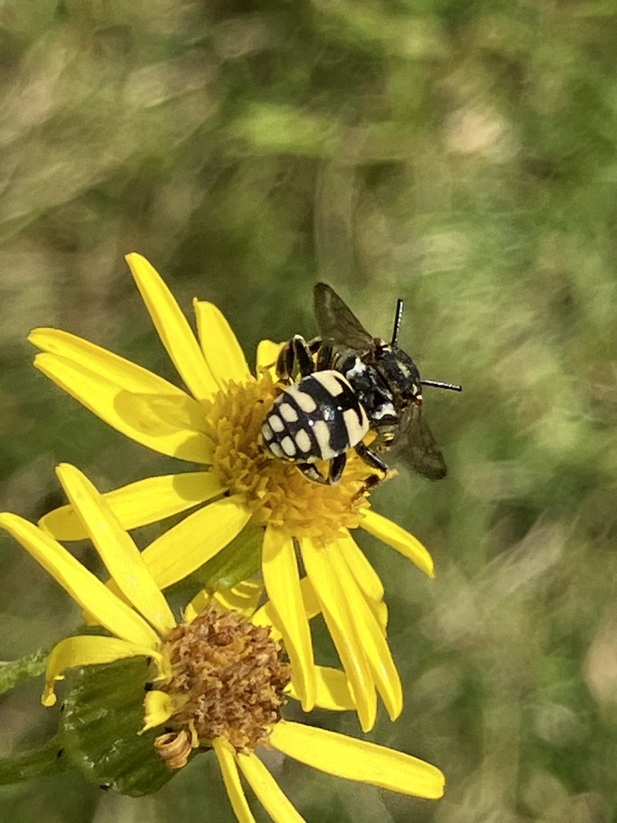 StuartGoodwin73's tweet image. Morning.  Could anyone help either an ID for this bee please?  Photo taken at Hothfield Common yesterday.