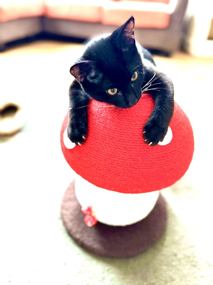 PaperMoon1215's tweet photo. 今日ゴンチャ
ネコとキノコはどうしたってかわいいしか生まれない
#ねこ #きのこ #くろねこ #CAT 
#blackcat https://t.co/4IhEBjqVrB