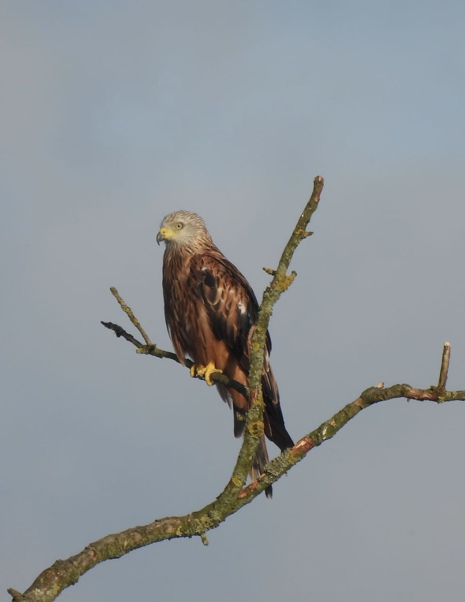 RSUTTON1975's tweet photo. Nice views of Red Kite and Spotted Flycatcher from a recent trip up the Staffs Moors https://t.co/FXD9ALtxc2