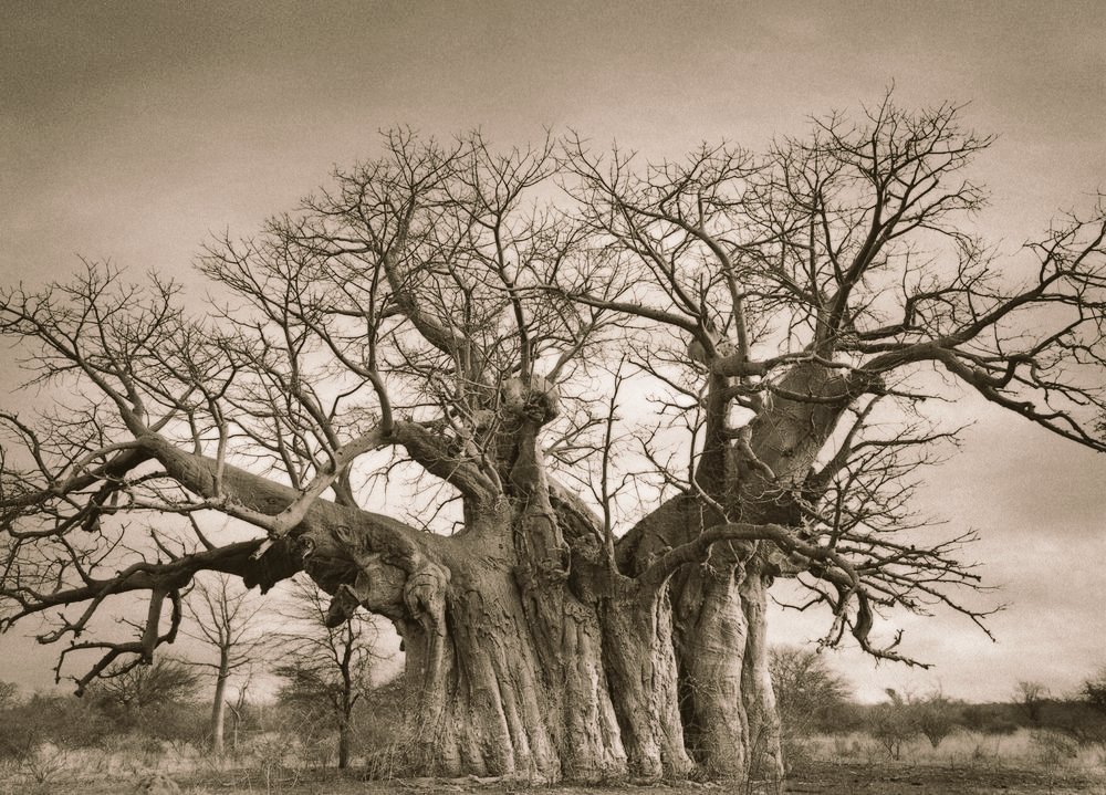 Photographer Beth Moon's 14 year quest to photograph some of the world's oldest and most spectacular trees #womensart