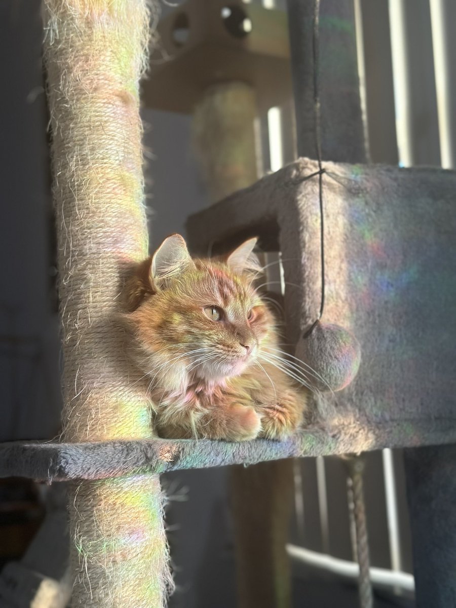 Jaysar4evr's tweet photo. @juliesbob #BB26 #VOTEJOSEPH #FORTHECATS https://t.co/wkVjtsXPAF