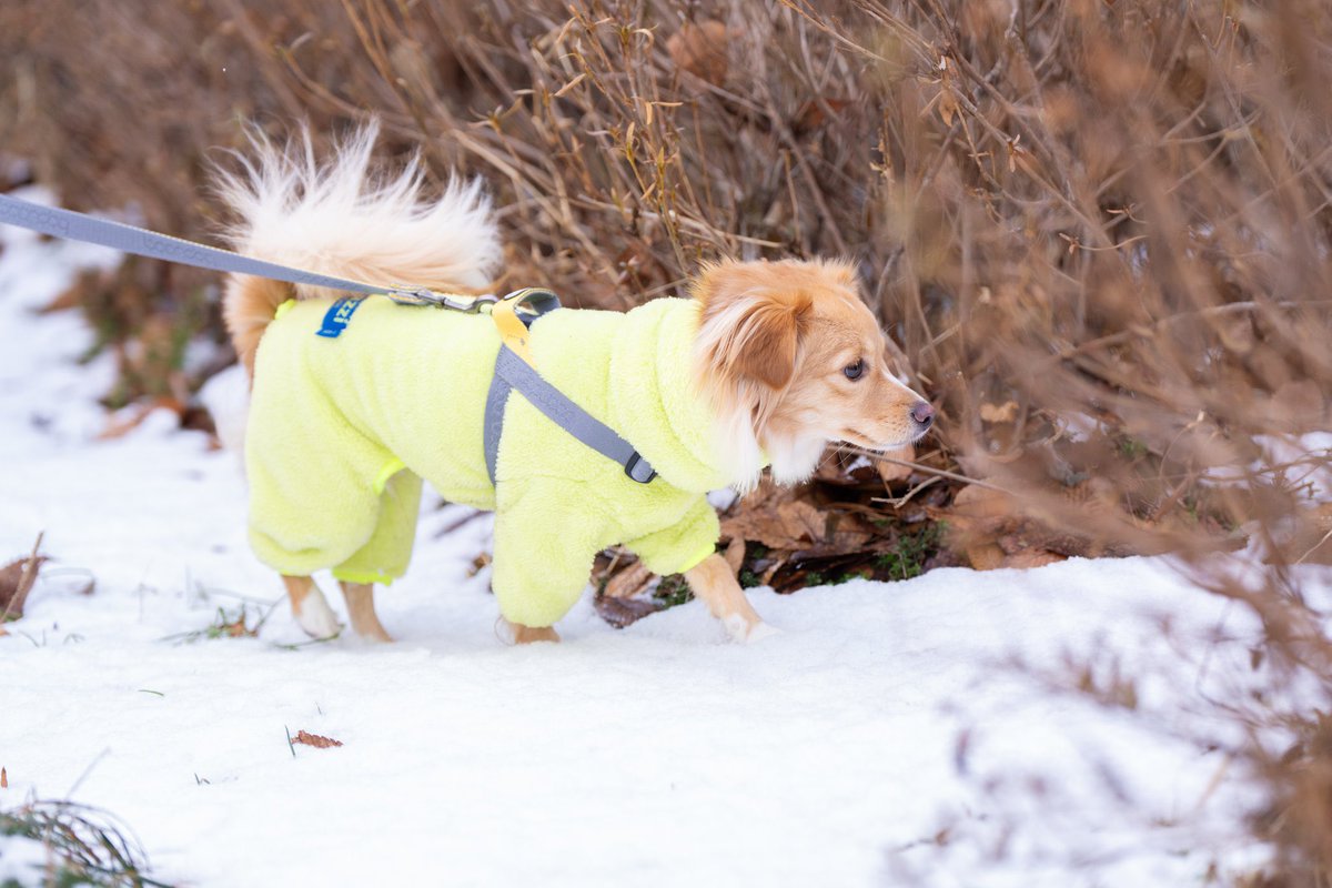 내가 찍은 우리집 강아지 눈사진이랑
내가 찍은 남의집 강아지 눈사진들

얼른 가을이라도 오거라