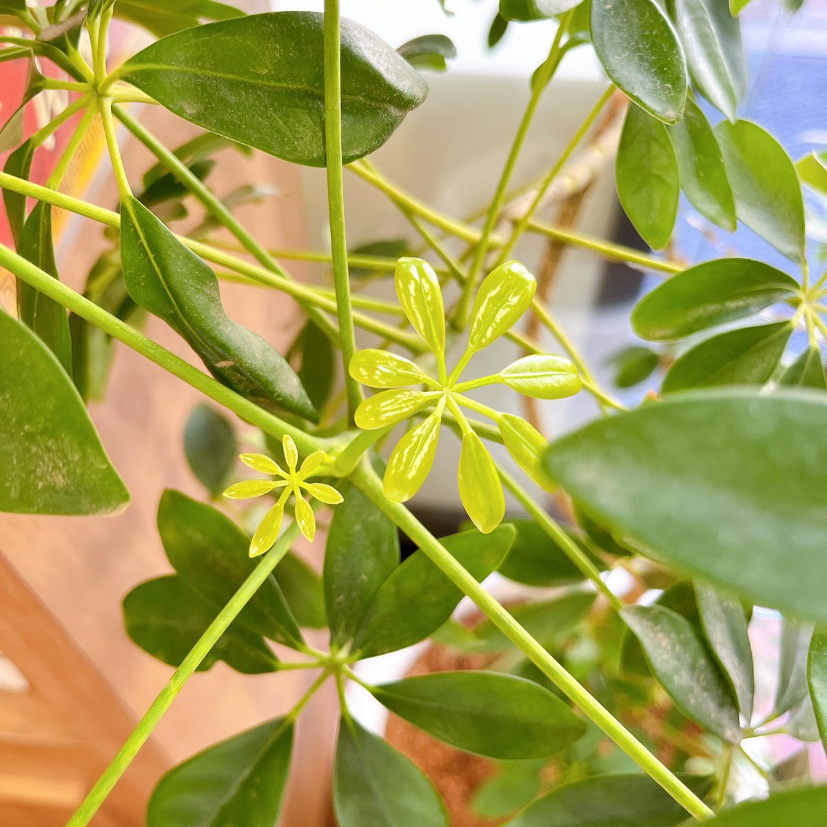 kanpou_kio's tweet photo. 台風一過で暑いですね🫠
薬局のカポックにお水やりです🌱
新しい芽が出てきています🥰

#氣生薬局　#漢方薬局　#漢方薬剤師
#カポック　#水やり https://t.co/JJskPzKETy
