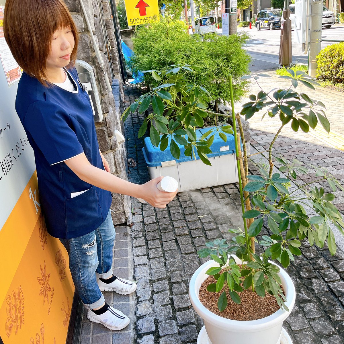 kanpou_kio's tweet photo. 台風一過で暑いですね🫠
薬局のカポックにお水やりです🌱
新しい芽が出てきています🥰

#氣生薬局　#漢方薬局　#漢方薬剤師
#カポック　#水やり https://t.co/JJskPzKETy