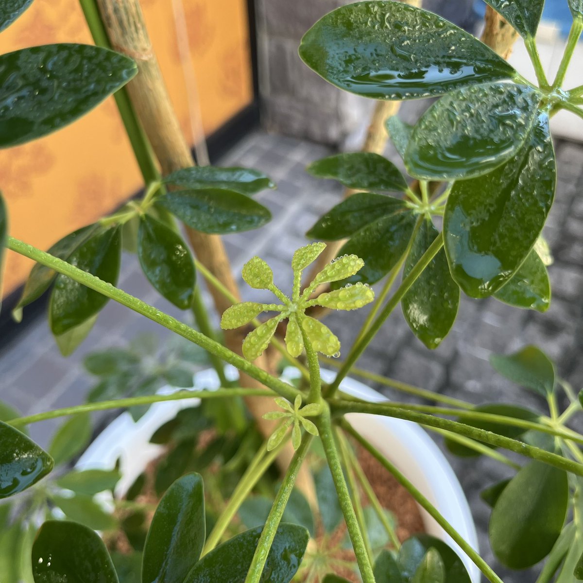 kanpou_kio's tweet photo. 台風一過で暑いですね🫠
薬局のカポックにお水やりです🌱
新しい芽が出てきています🥰

#氣生薬局　#漢方薬局　#漢方薬剤師
#カポック　#水やり https://t.co/JJskPzKETy