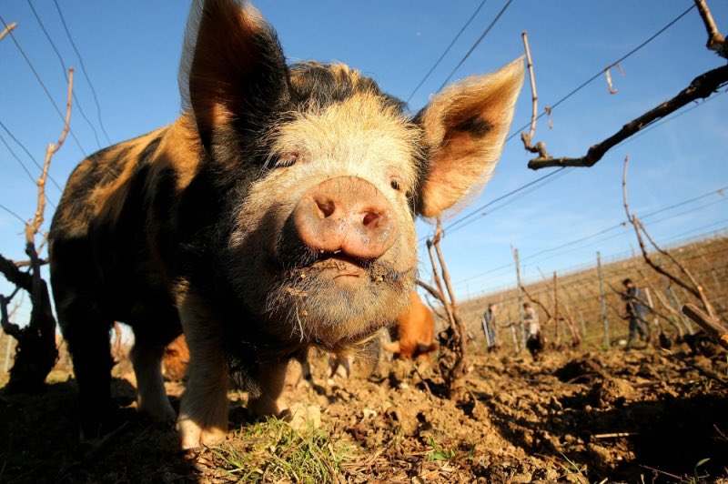 Día 499. El equilibrio entre lo vegetal, lo animal y lo humano.
 
#champagne