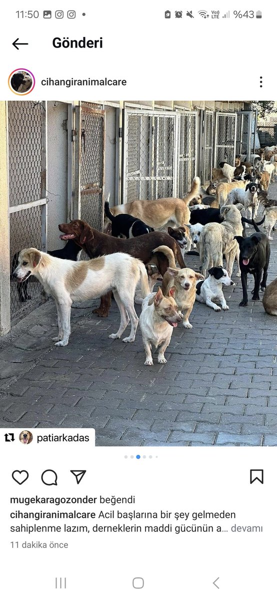 AvKubraoktay's tweet photo. Sakarya Hendek!!!! Acil yuvalandırma yapılmalı! Bol paylaşım! Sahiplen! https://t.co/b3WNd8KdQm
