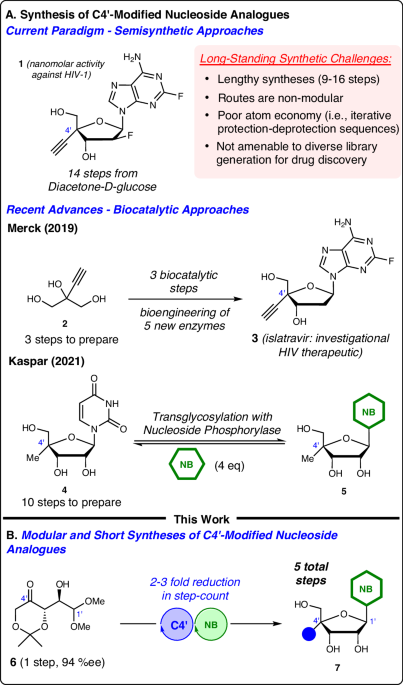 An enantioselective and modular platform for C4ʹ-modified nucleoside analogue synthesis enabled by intramolecular trans-acetalizations nature.com/articles/s4146…