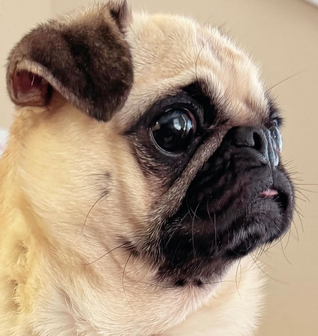 pugloversklub's tweet photo. ๐ธToday's best picture of the day.
๐น
๐น#pugs #puglovers #pugclub๐น https://t.co/pHxz9kGGhf