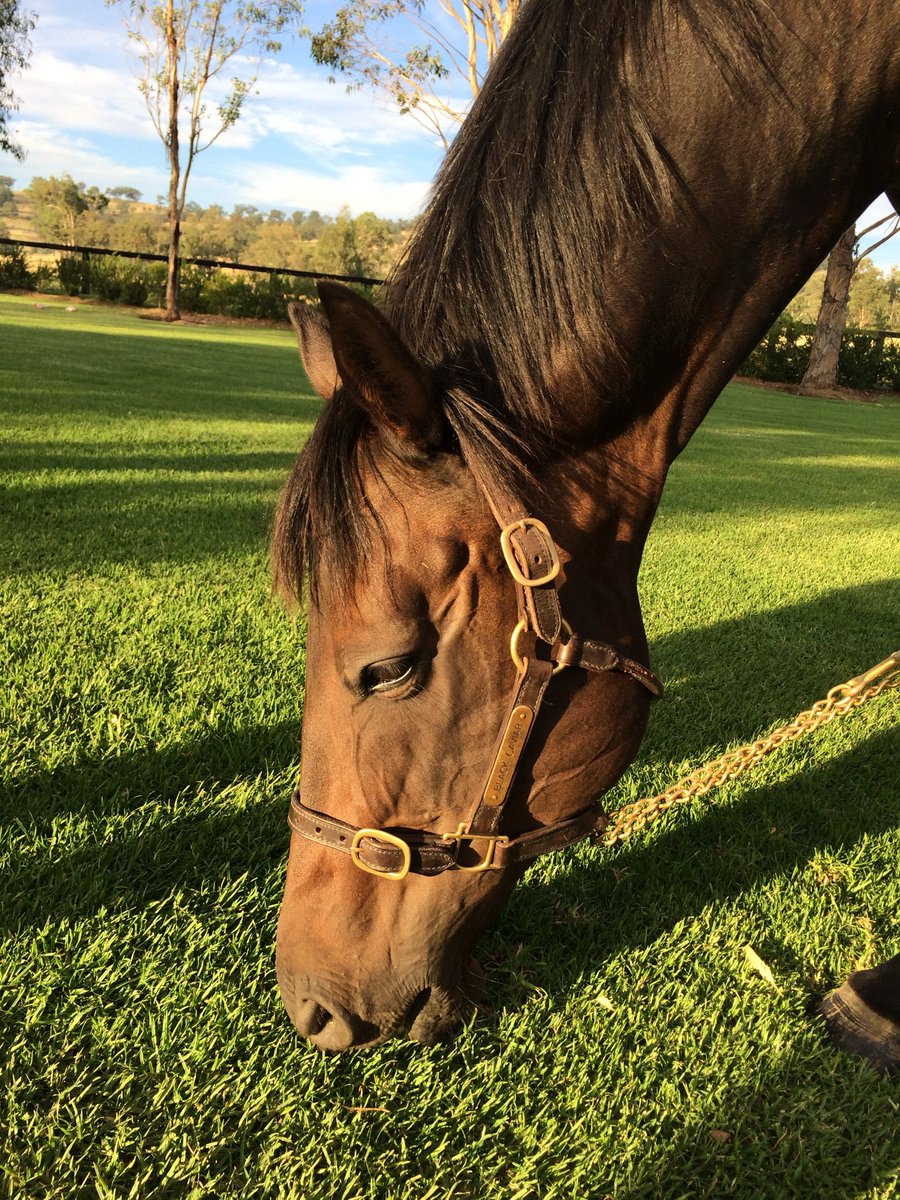 A Farewell to Perfection
Vale Black Caviar